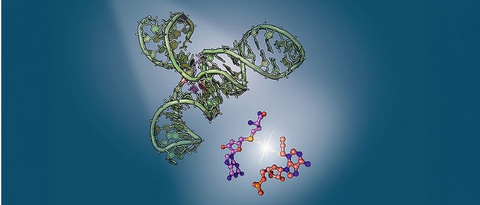 The SAMURI ribozyme (crystal structure in green) provides the structural framework for catalysing the chemical reaction to transfer the RNA modification.